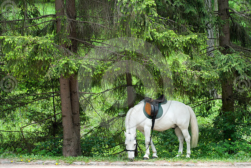 White Horse with Saddle — Green, Serene