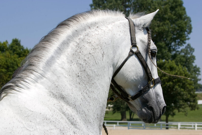 White Horse with Speckles — Calm