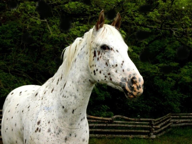 white horse with spots