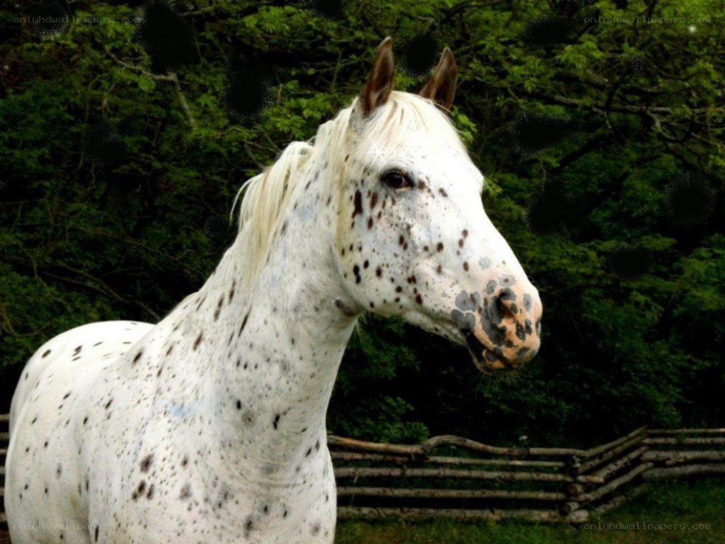 white horse with spots