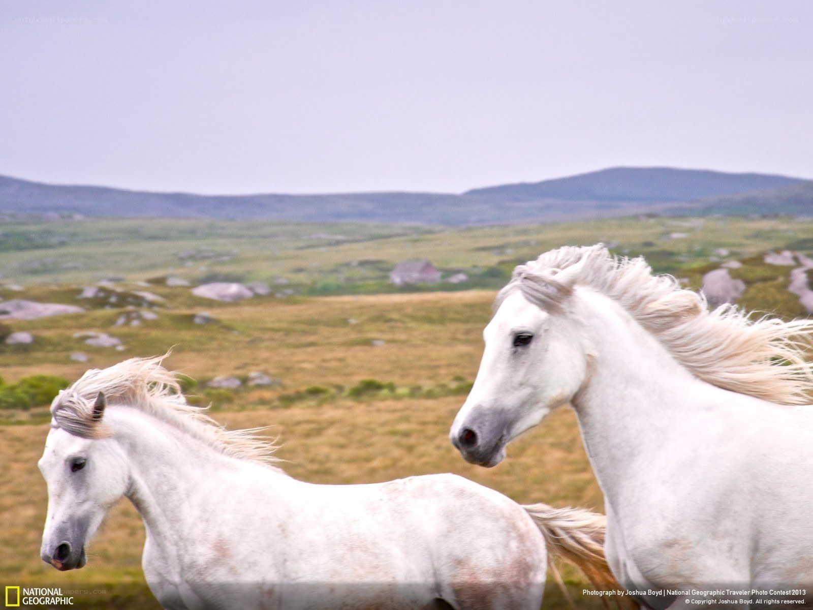 White horses in a field