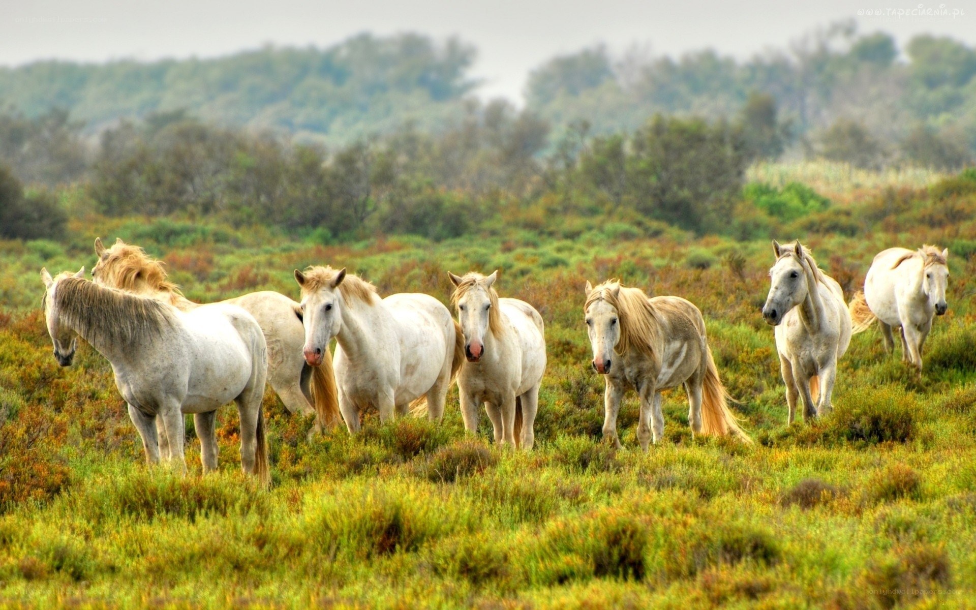White horses in a field