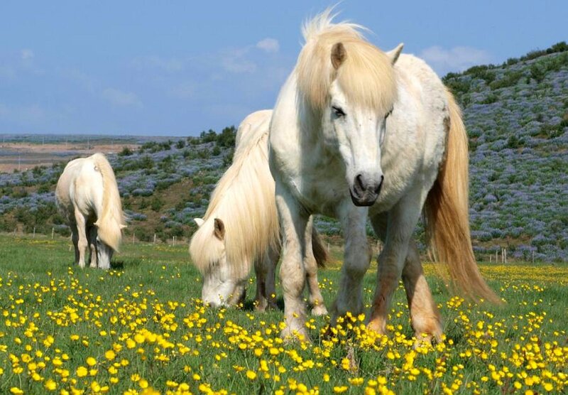White horses in a flower field