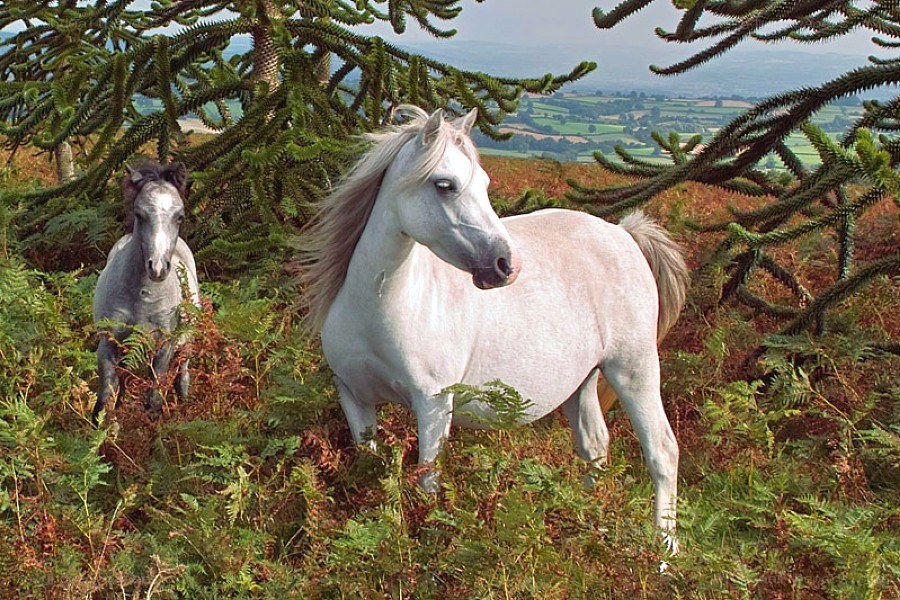 White horses in a forest