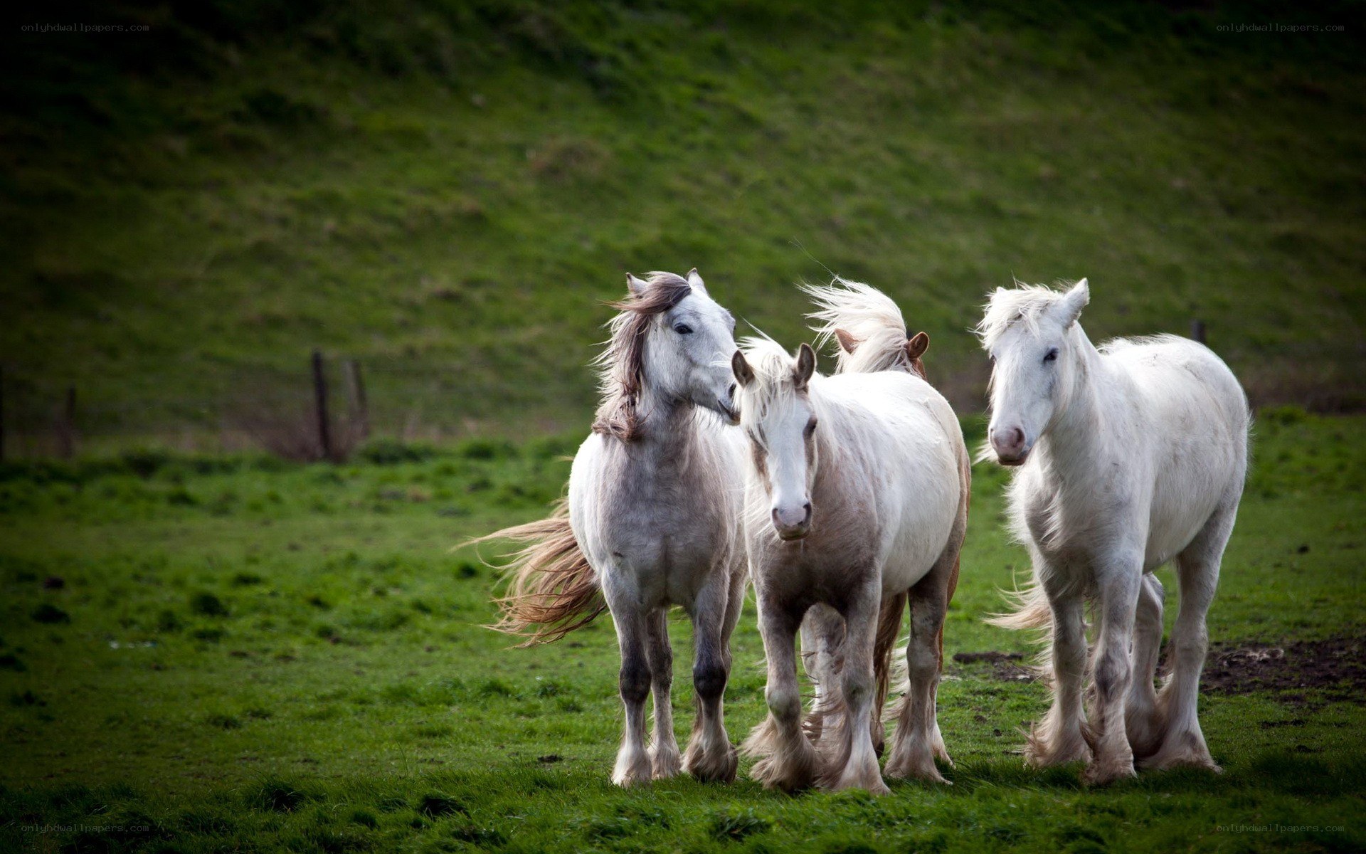 White horses in a green field