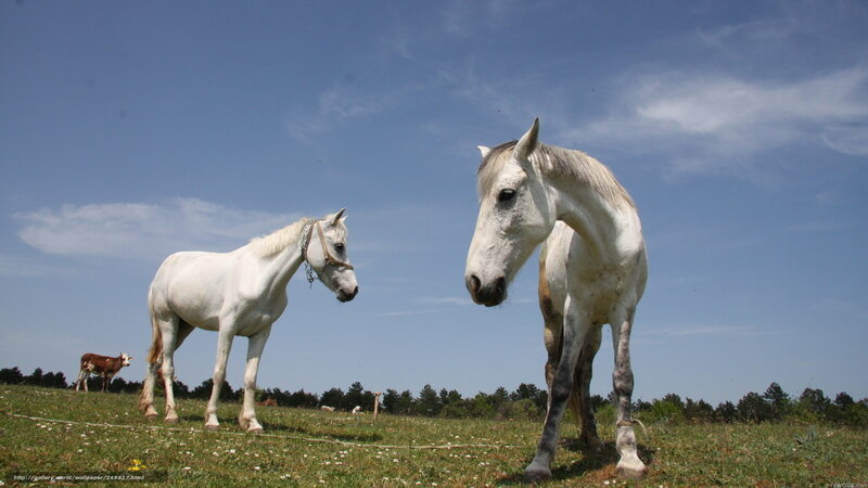 White horses in a sunny field