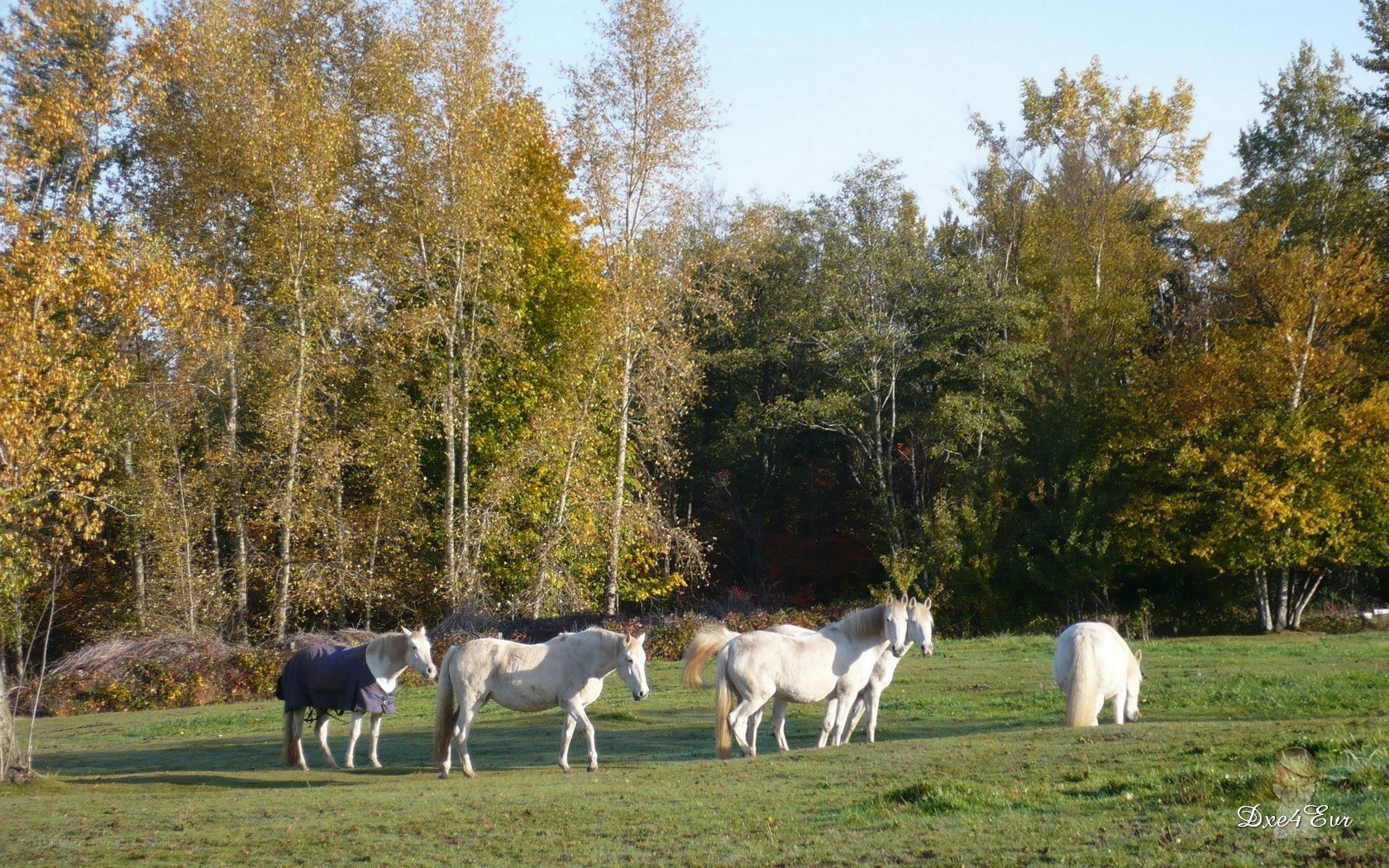 White horses in autumn field