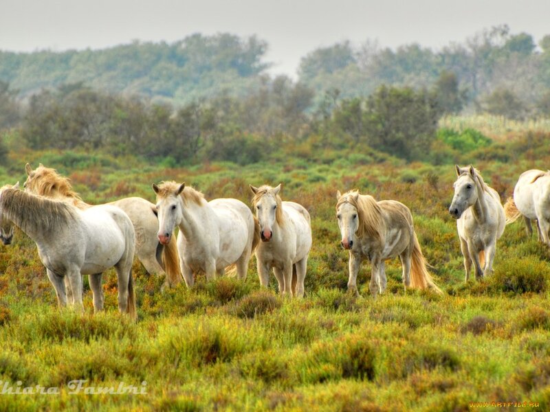 White Horses in Field — Green, Serene