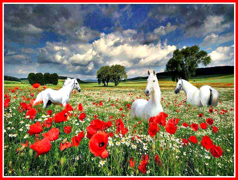 White Horses in Field — Red, Serene