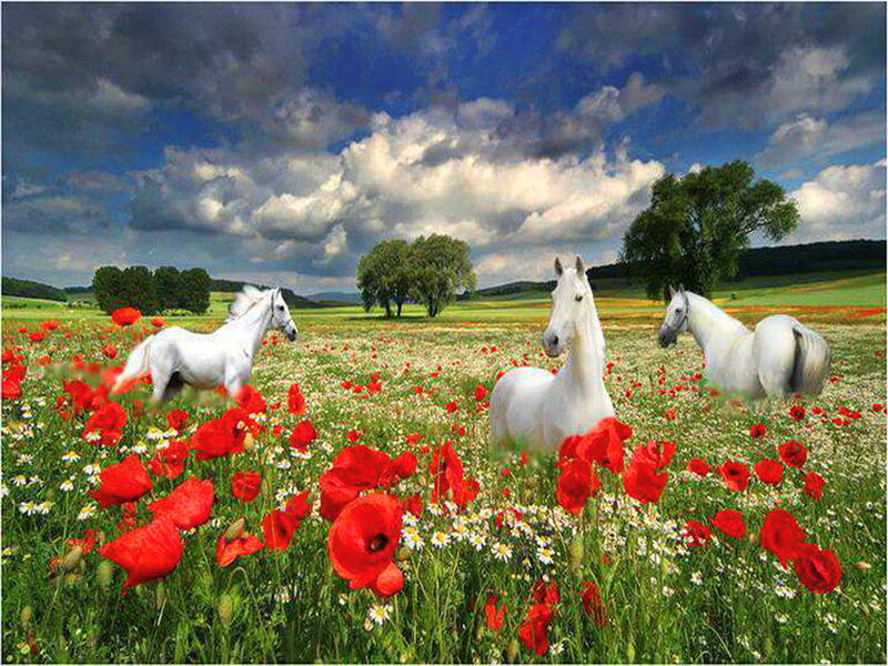 White Horses in Field — Red