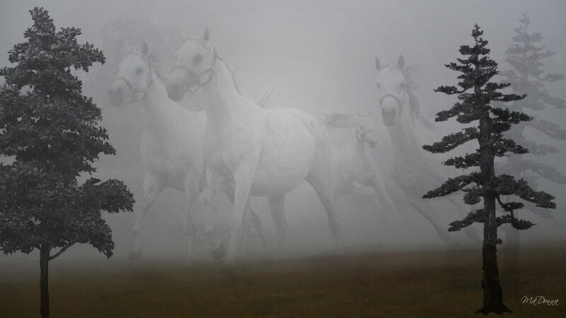White horses in fog