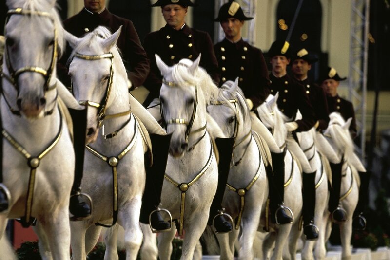 White Horses in Parade