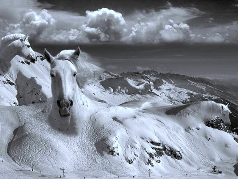 White Horses in Snow — Black