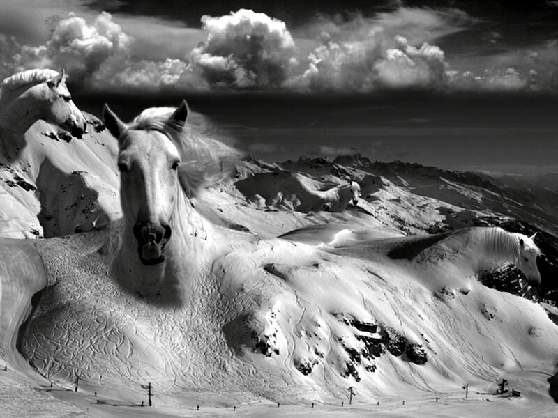 White Horses in Snow