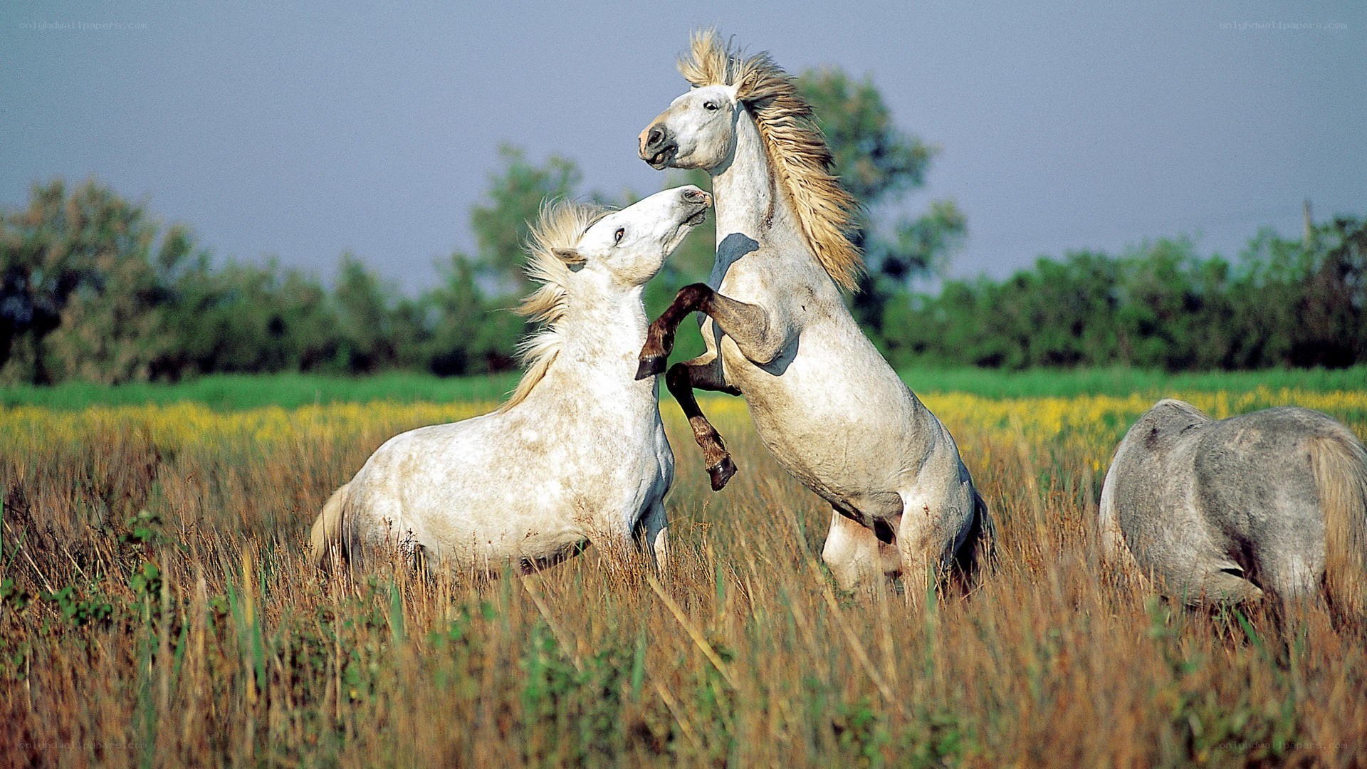 White horses playing in a field
