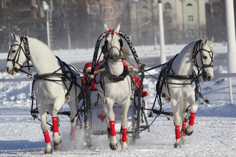 White Horses Pulling Carriage — Dynamic