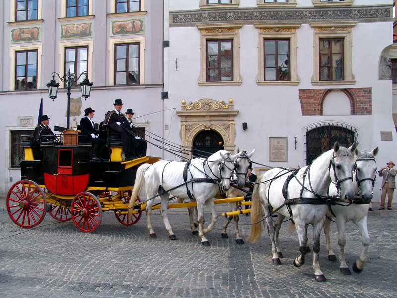 White Horses Pulling Carriage