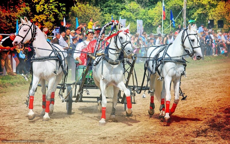 White Horses Pulling Cart
