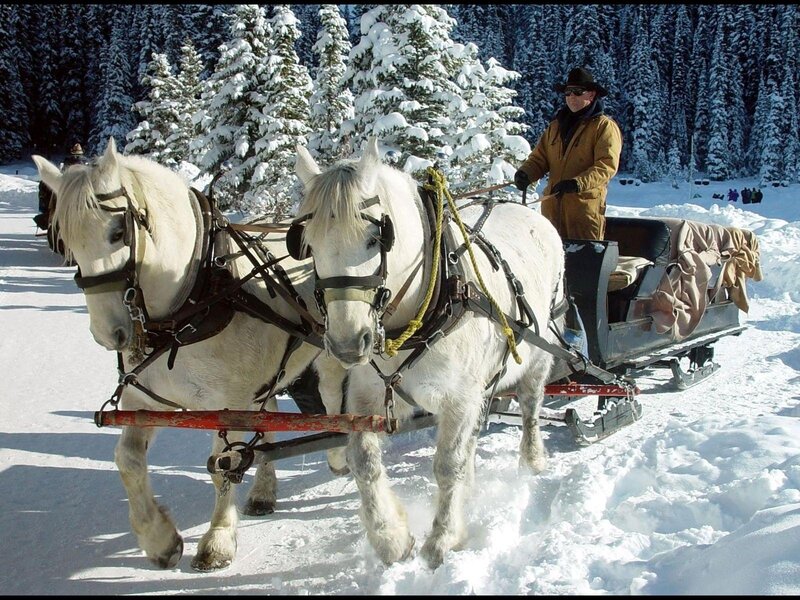 White Horses Pulling Sleigh