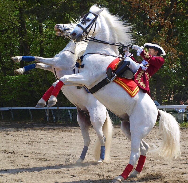 White Horses Rearing