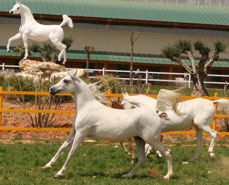 White Horses Running — Active