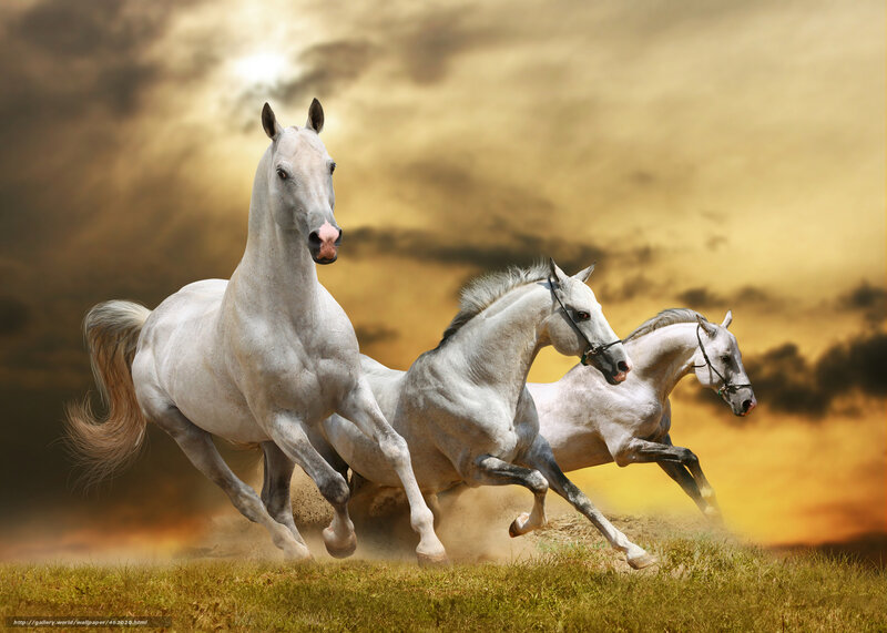 White horses running at sunset