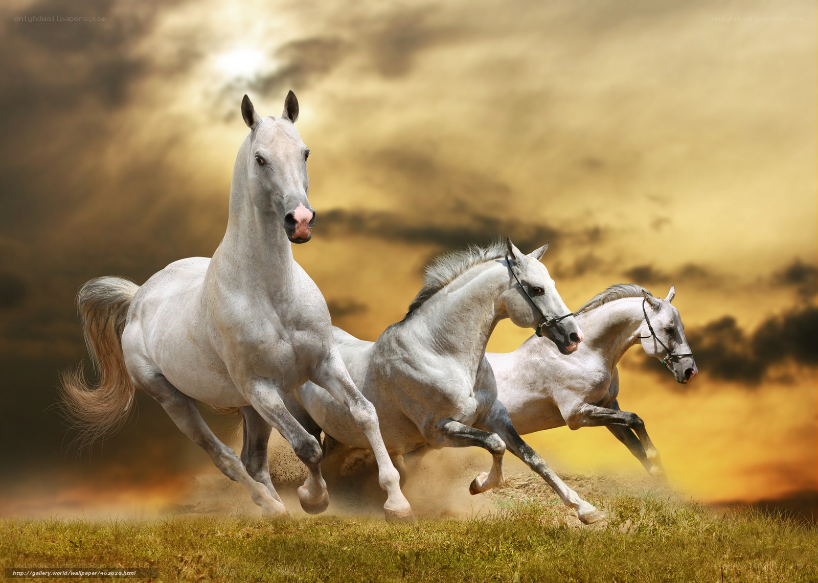 White horses running at sunset