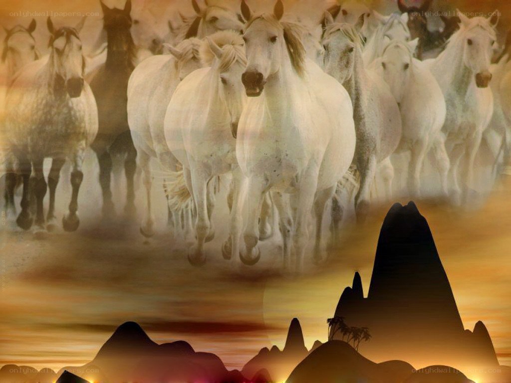 White horses running at sunset