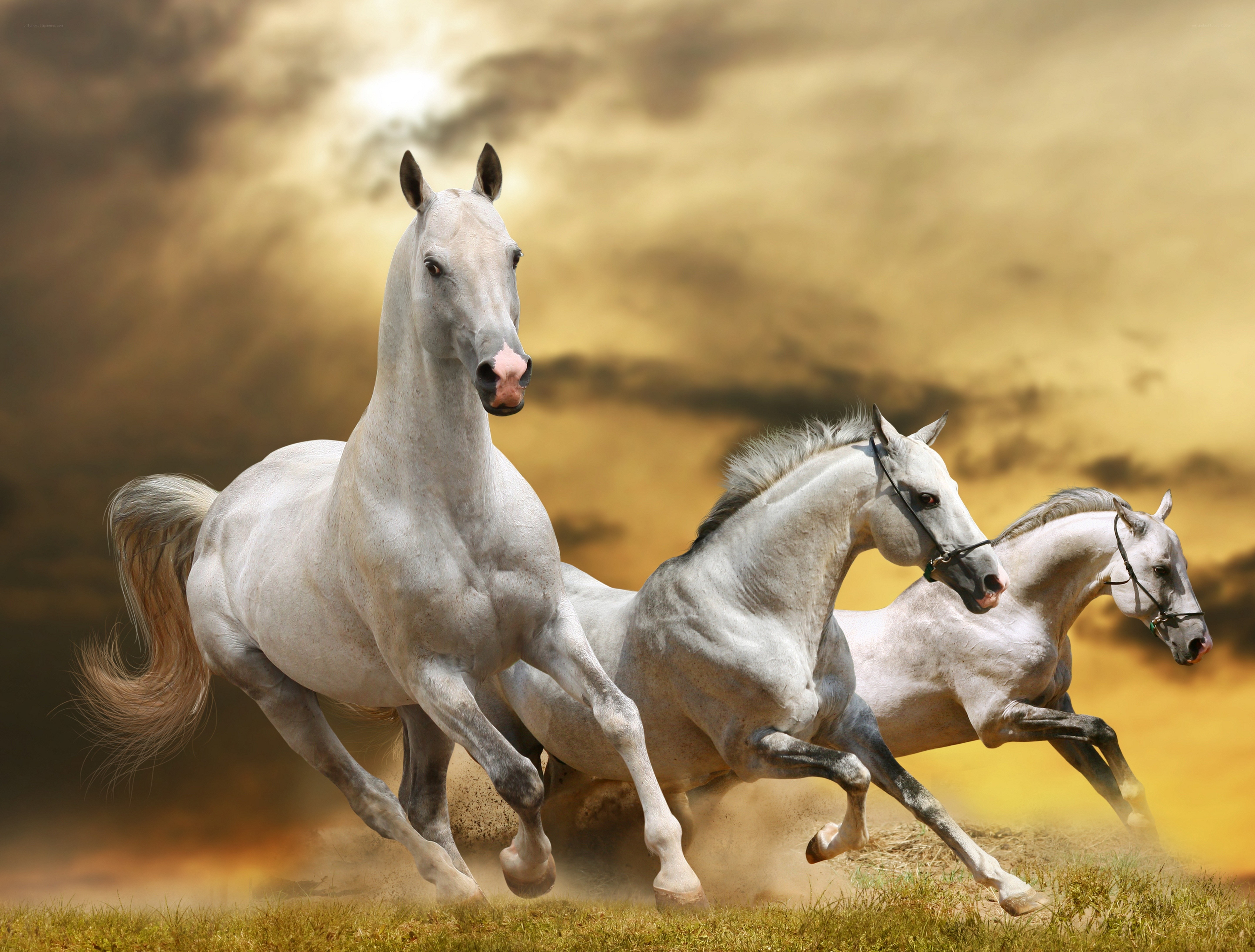 White horses running at sunset