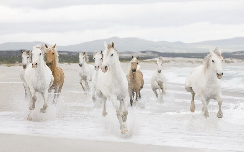 White Horses Running — Beach
