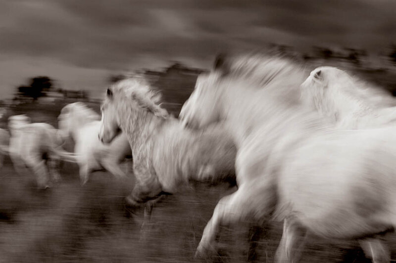White Horses Running — Black