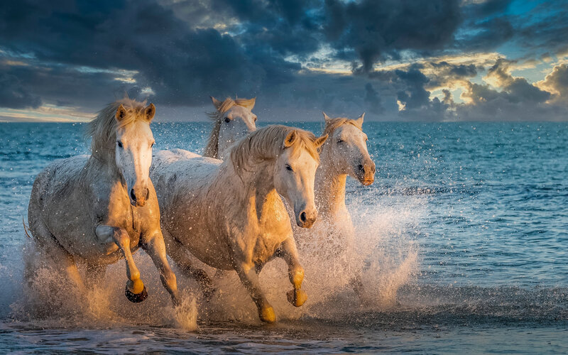 White Horses Running — Blue, Dramatic, Sunset, Photograph