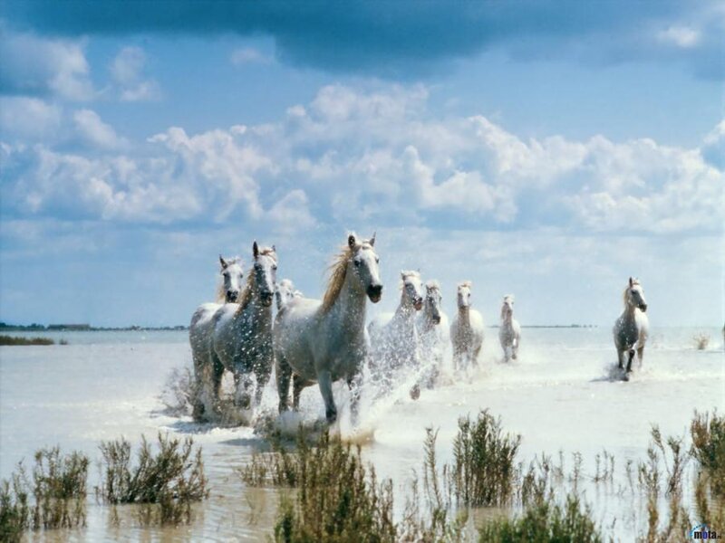 White Horses Running — Blue, Dynamic, Afternoon, Photograph, Water, Sky, Plants