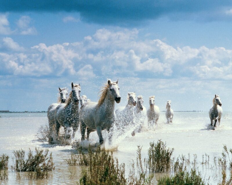 White Horses Running — Blue, Dynamic, Afternoon
