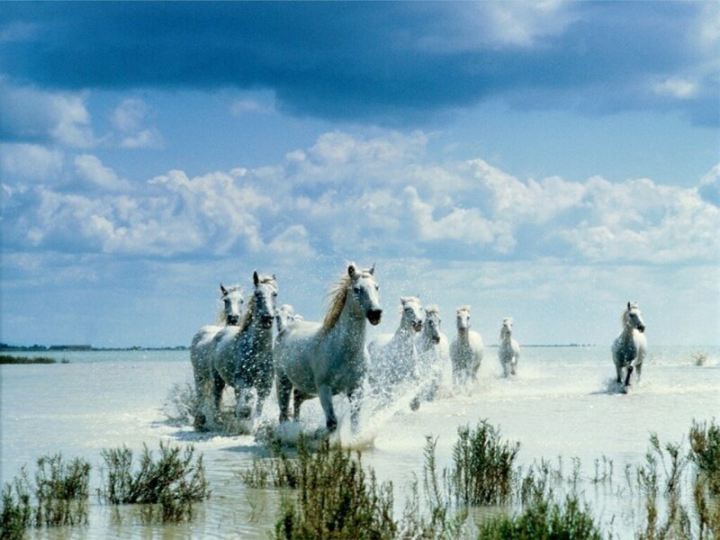 White Horses Running — Blue, Dynamic