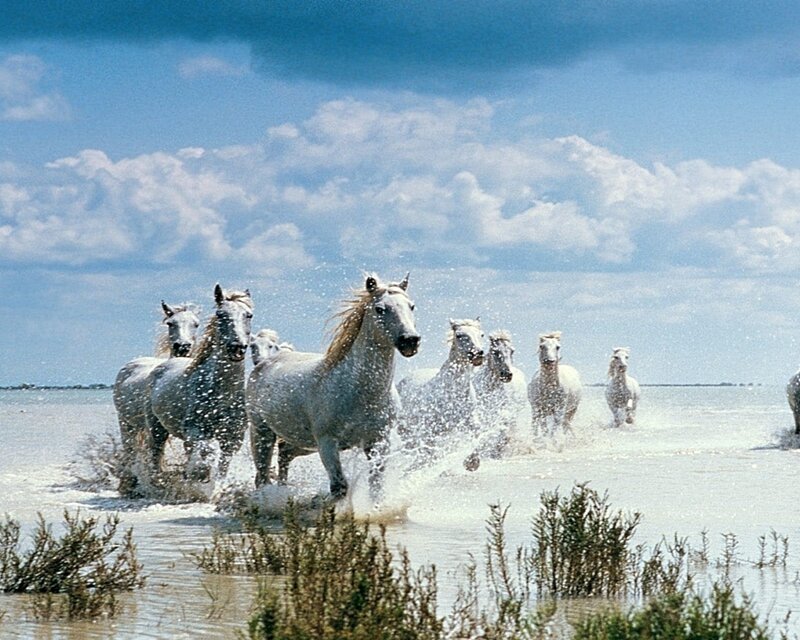 White Horses Running — Blue
