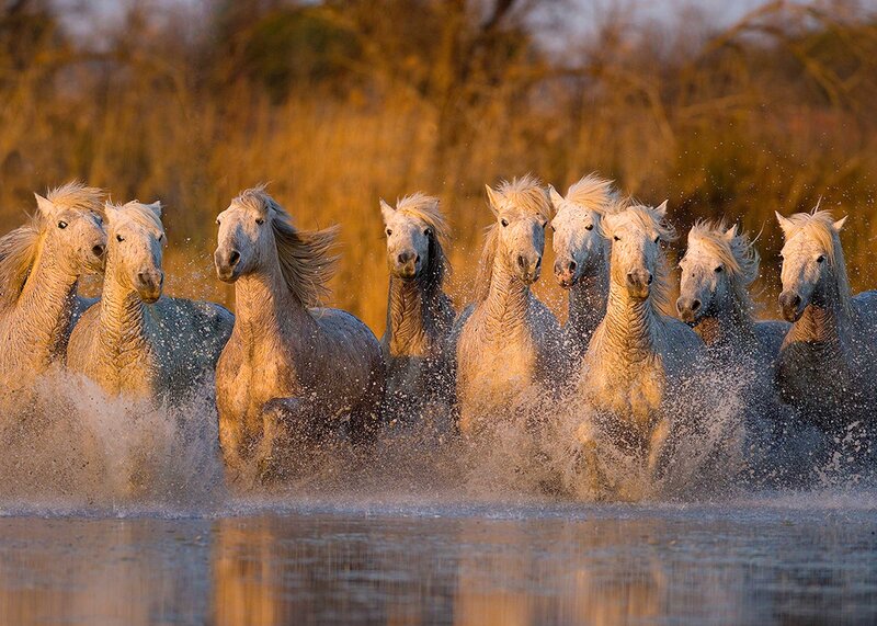 White Horses Running — Brown, Dynamic