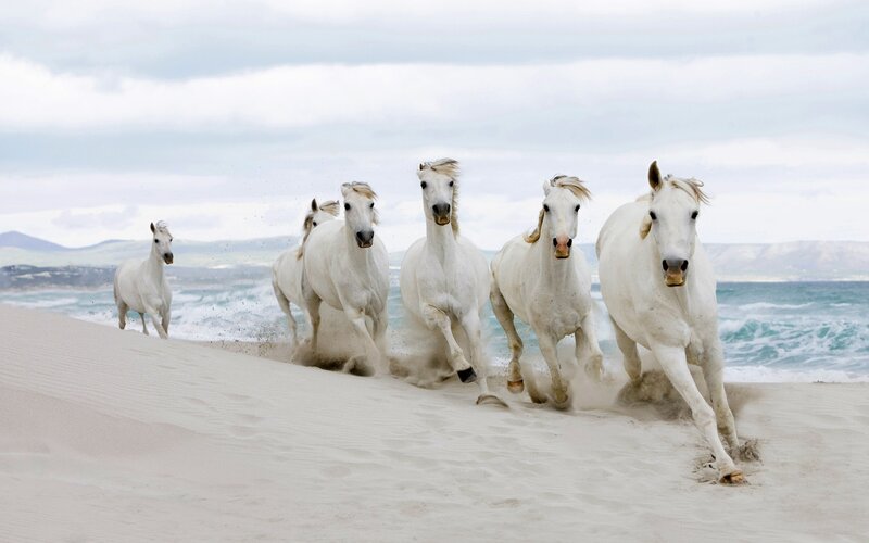 White Horses Running — Dynamic, Afternoon, Photograph, Beach