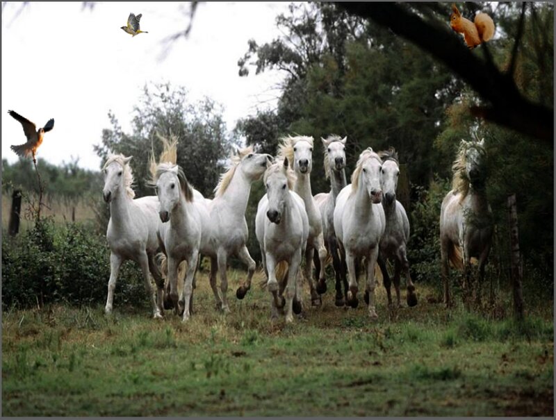 White Horses Running — Dynamic, Afternoon, Photograph, Birds