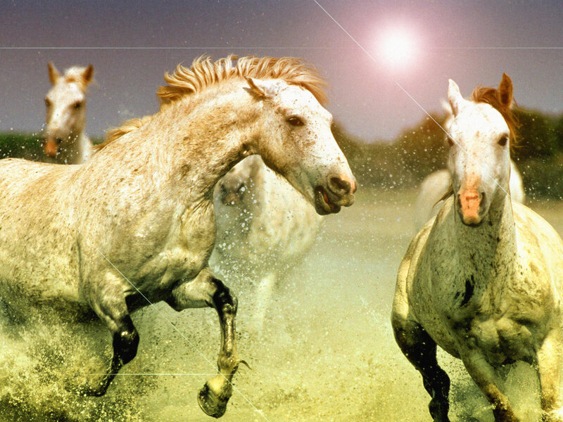 White Horses Running — Dynamic, Afternoon, Photograph, Dust