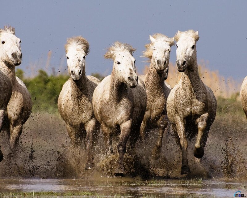 White Horses Running — Dynamic, Afternoon, Photograph, Mud