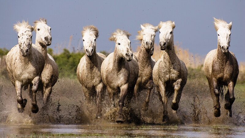 White Horses Running — Dynamic, Afternoon, Photograph, Mud, Water
