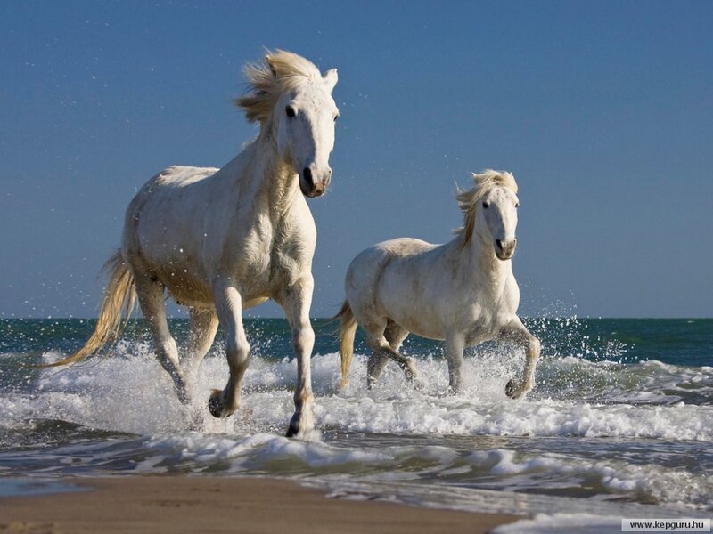 White Horses Running — Dynamic, Afternoon, Photograph, Ocean, Sand