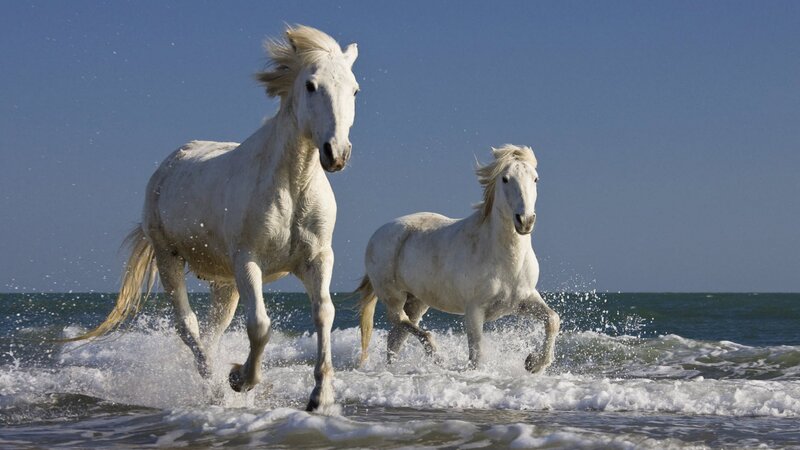 White Horses Running — Dynamic, Afternoon, Photograph, Ocean