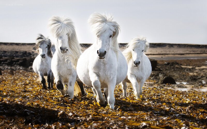 White Horses Running — Dynamic, Afternoon, Photograph, Seaweed