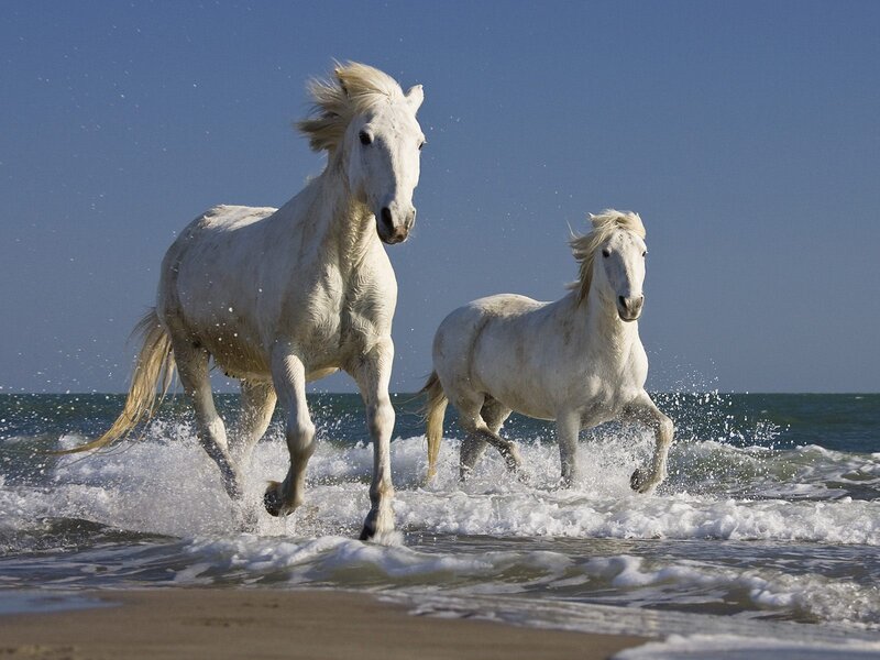 White Horses Running — Dynamic, Afternoon, Photograph