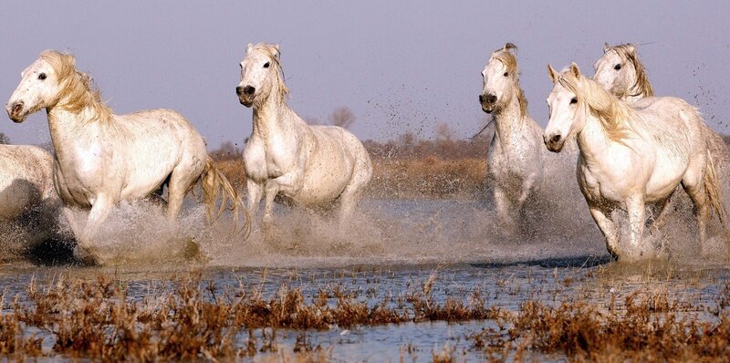 White Horses Running — Dynamic, Afternoon, Photograph, Water, Grass