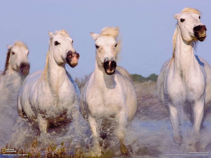 White Horses Running — Dynamic, Afternoon, Photograph, Water, Sky, Grass, Blue