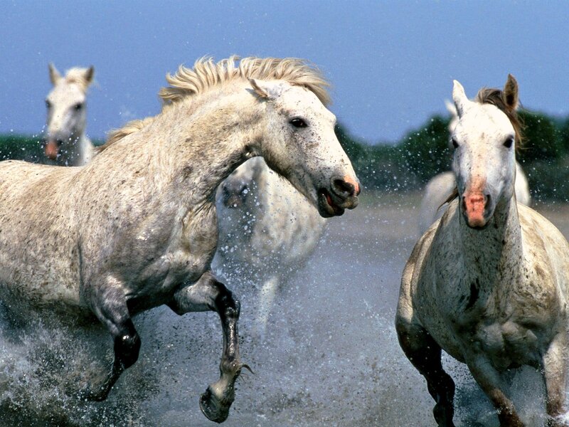 White Horses Running — Dynamic, Afternoon, Photograph, Water, Sky