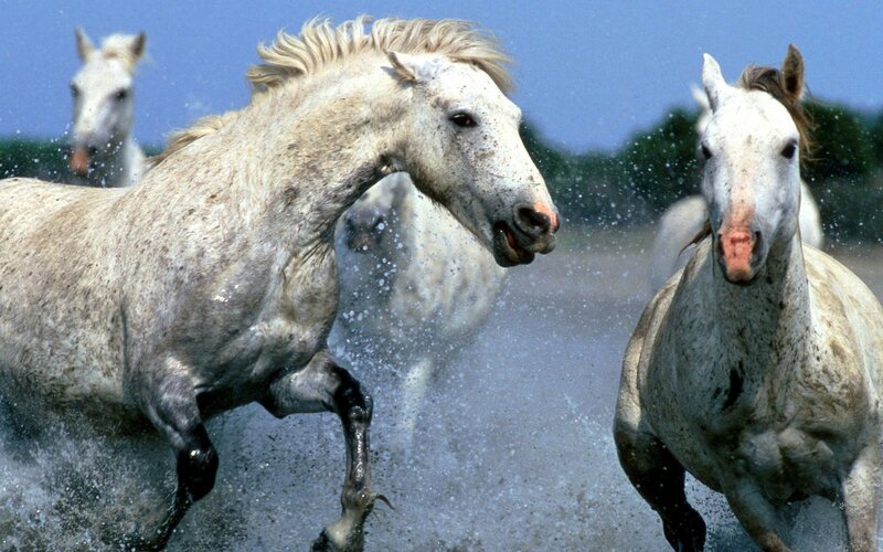 White Horses Running — Dynamic, Afternoon, Photograph, Water, Sky, Trees, Blue, Brown